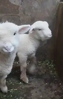 sepasang anakan cempe domba merino superan 4 bln boneka hidup exotik