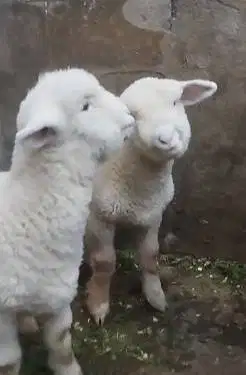 sepasang anakan cempe domba merino superan 4 bln boneka hidup exotik
