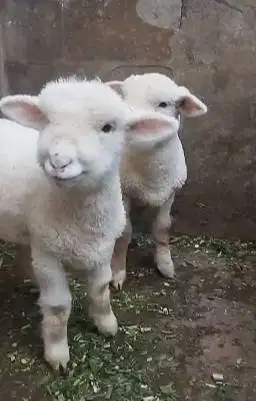 sepasang anakan cempe domba merino superan 4 bln boneka hidup exotik