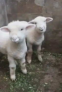 sepasang anakan cempe domba merino superan 4 bln boneka hidup exotik