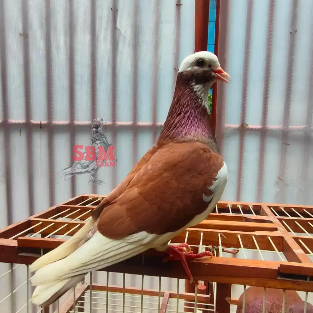 Burung merpati dara kolong trah