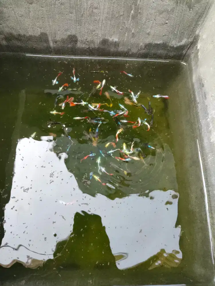 Ikan guppy jenis prtd campur full gold