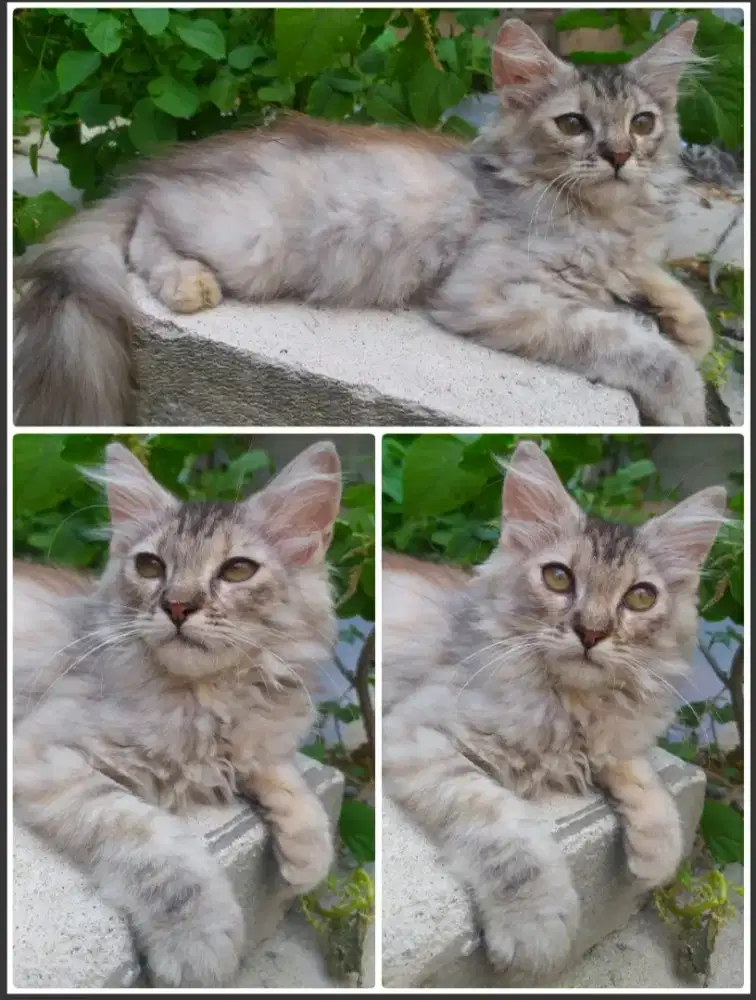 Kucing kitten Mainecoon NP betina 2.5 bulan