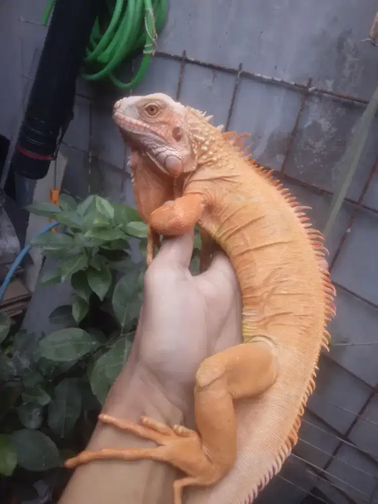 IGUANA RED ALBINO JANTAN