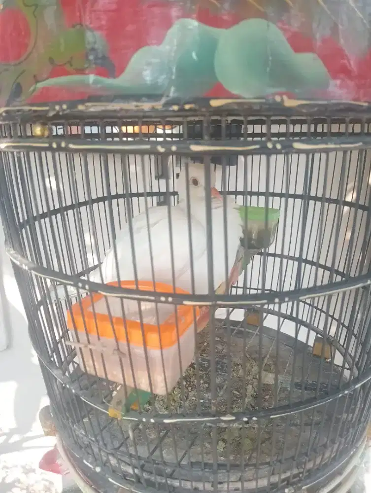Burung puter Putih Mata merah