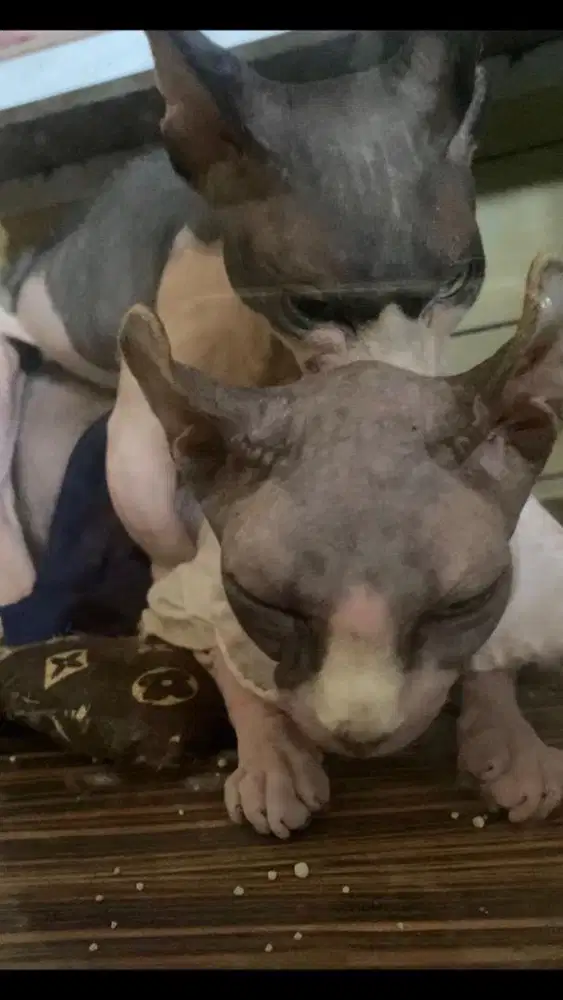 Jasa pacak kucing sphynx bambino hairless