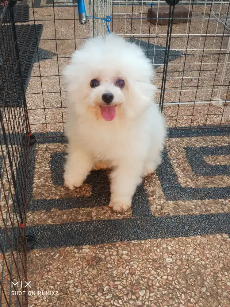 Jual Indukan Mini Bichon frise