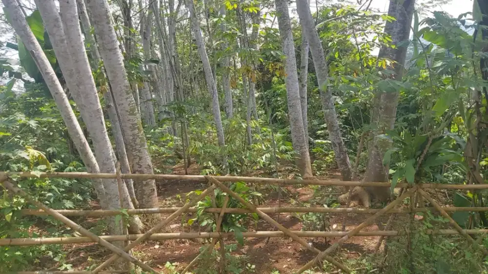 Dijual lahan kebun 1.098m2