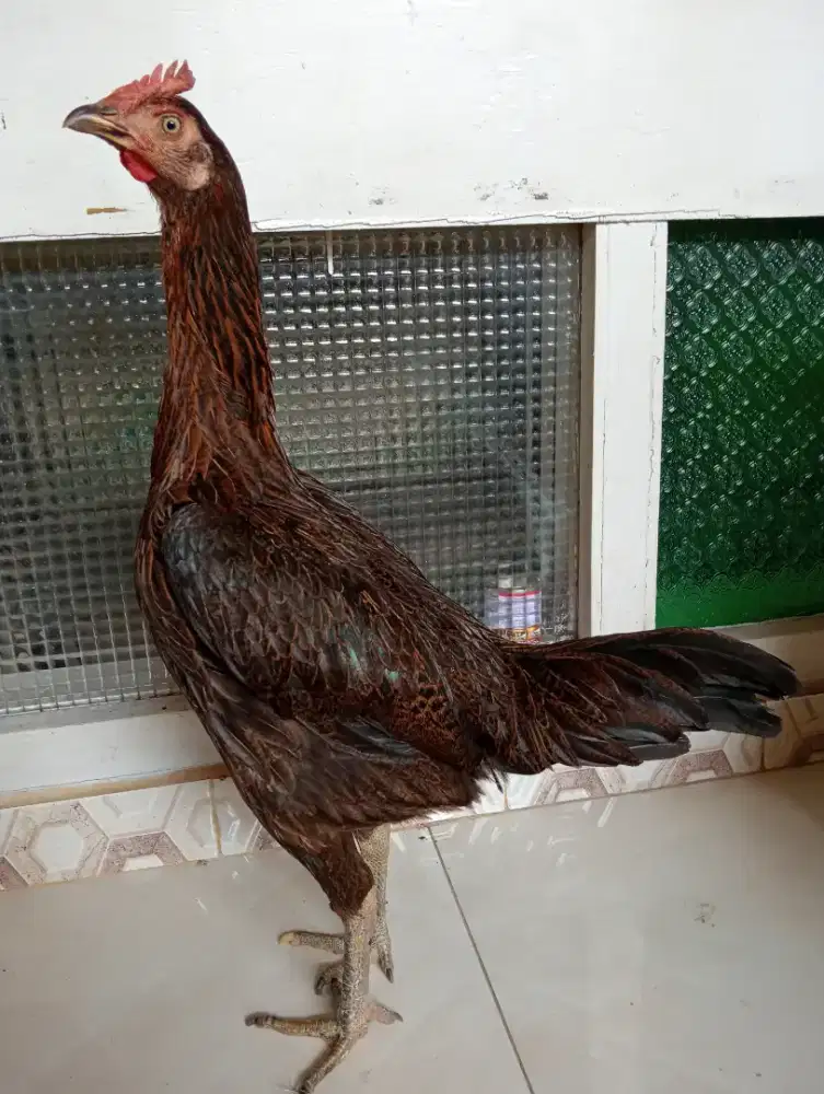 Ayam betina pamangon trah bulbi body bsar