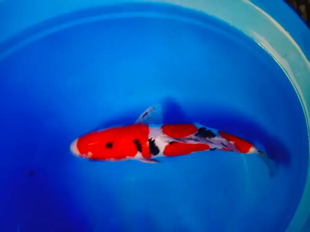 Koi sanke doitsu dan kohaku doitsu