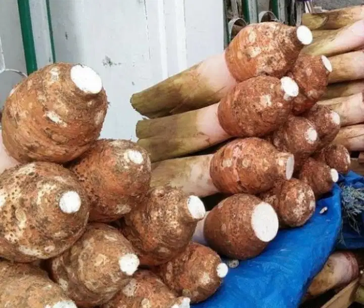 UBI TALAS PER KG