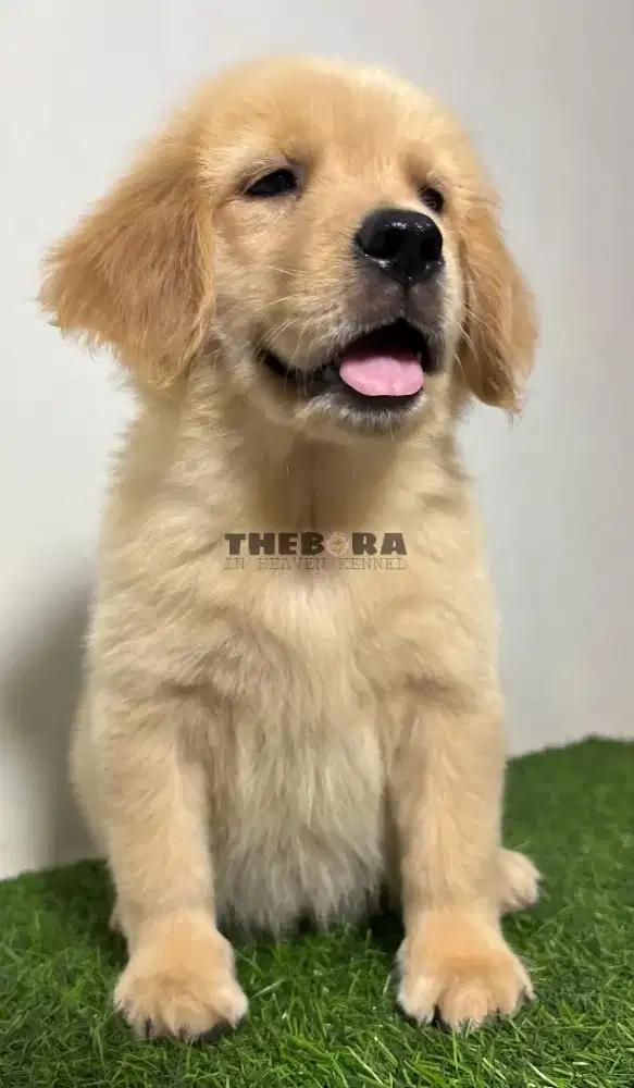 Golden Retriever