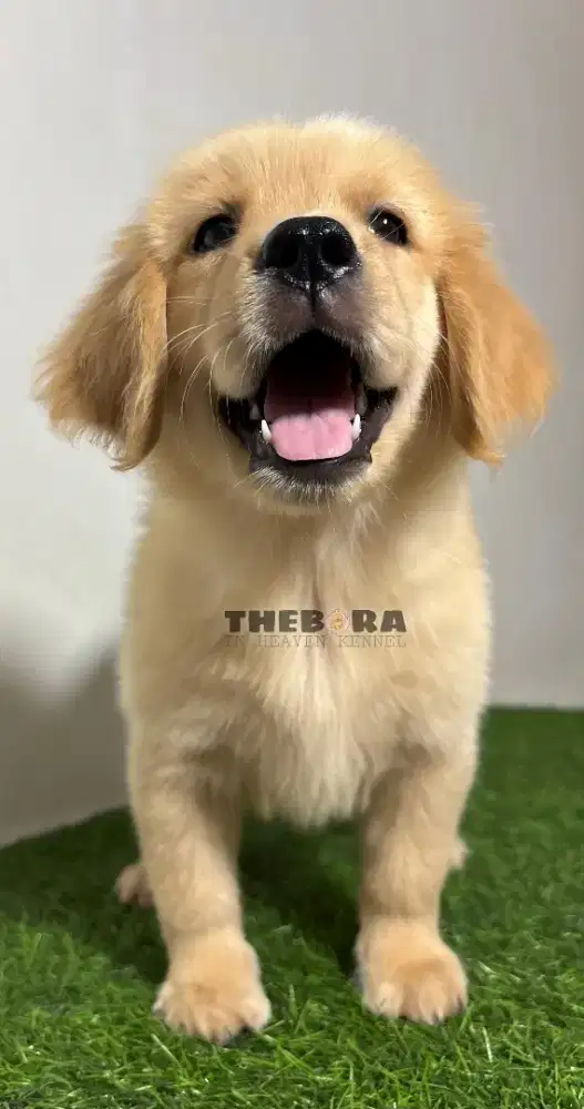Golden Retriever Puppies