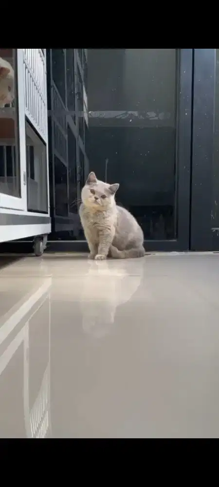 kucing Bsh blue tortie & bsh white solid
