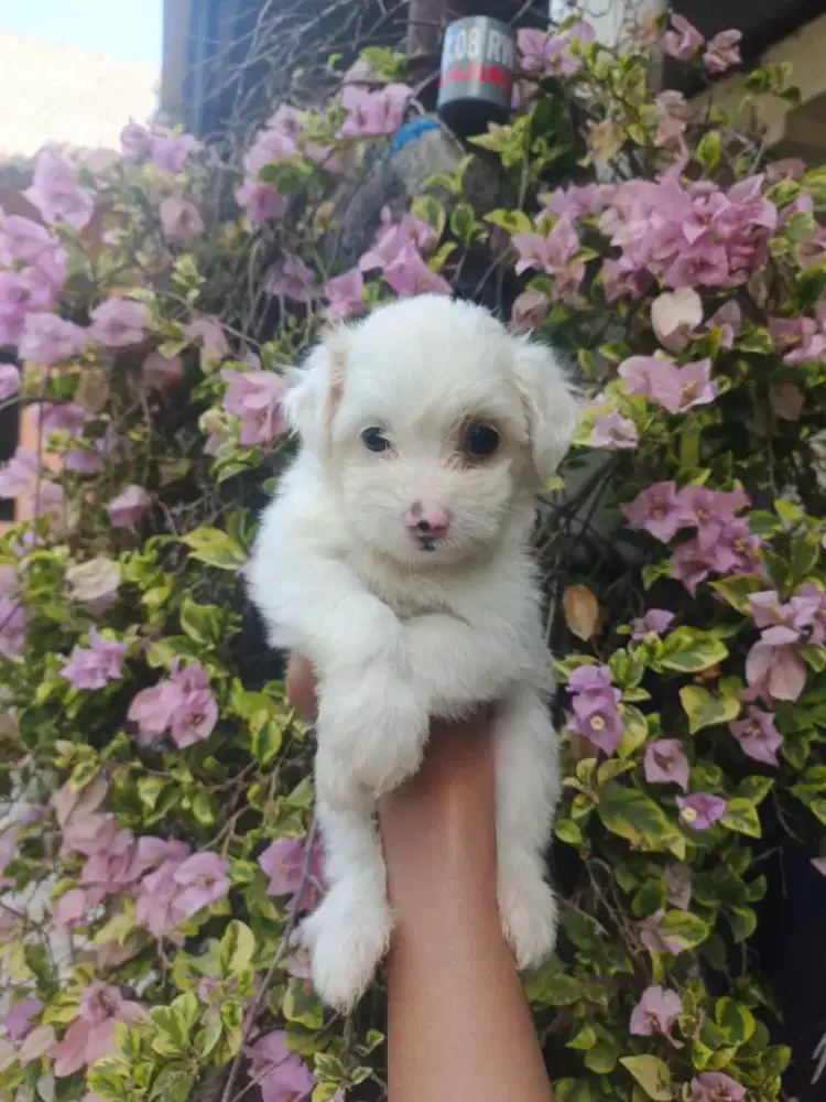 ANJING MURAH MALTIPO (MALTISE POODLE)