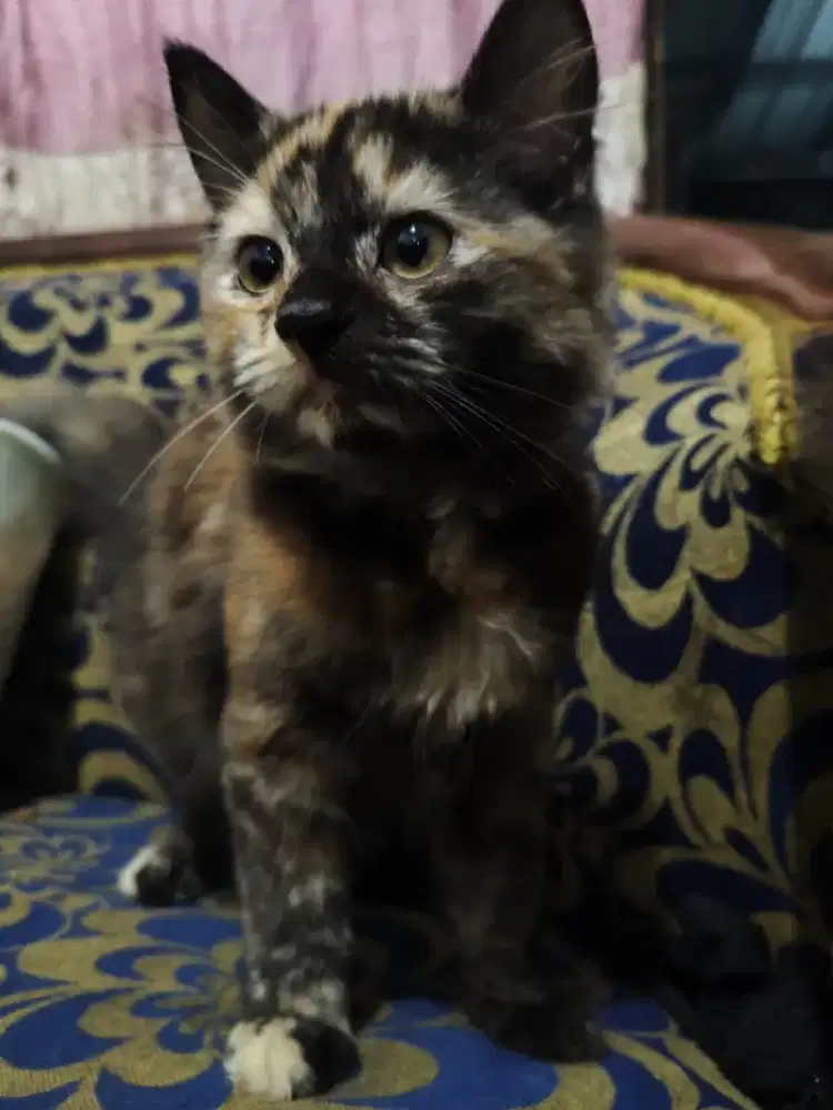 Lepas adopt Persia Medium umur 3 bulan++