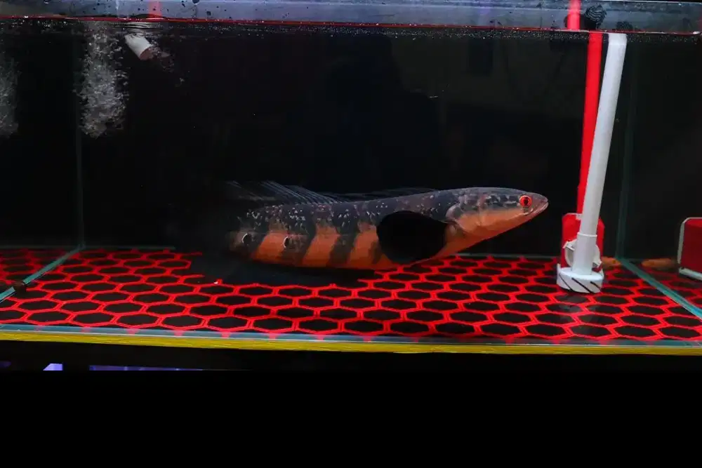 Chana Maru Red Barito