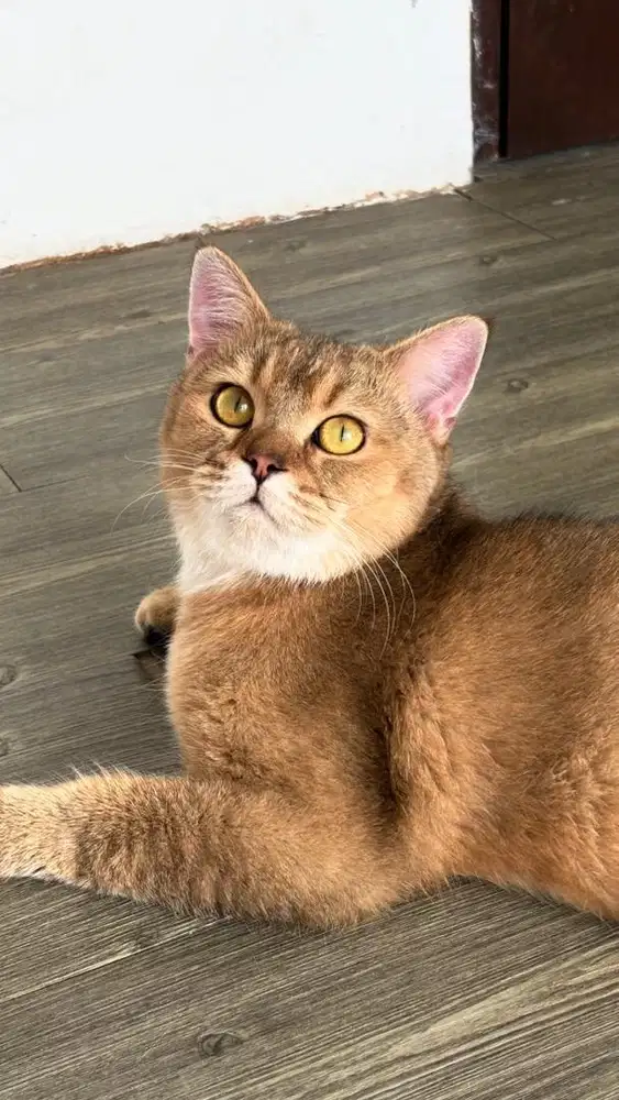 BRITISH SHORT HAIR GOLDEN