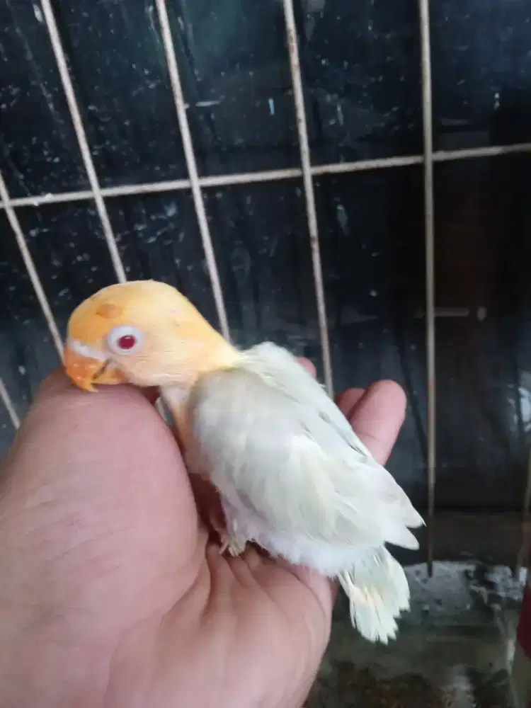 Lolohan lovebird Biola aqua pf vio terong
