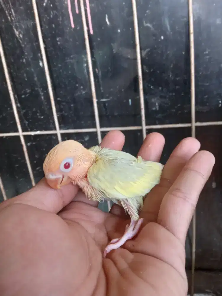 Lolohan lovebird biola aqua euwing vio homozigot pf