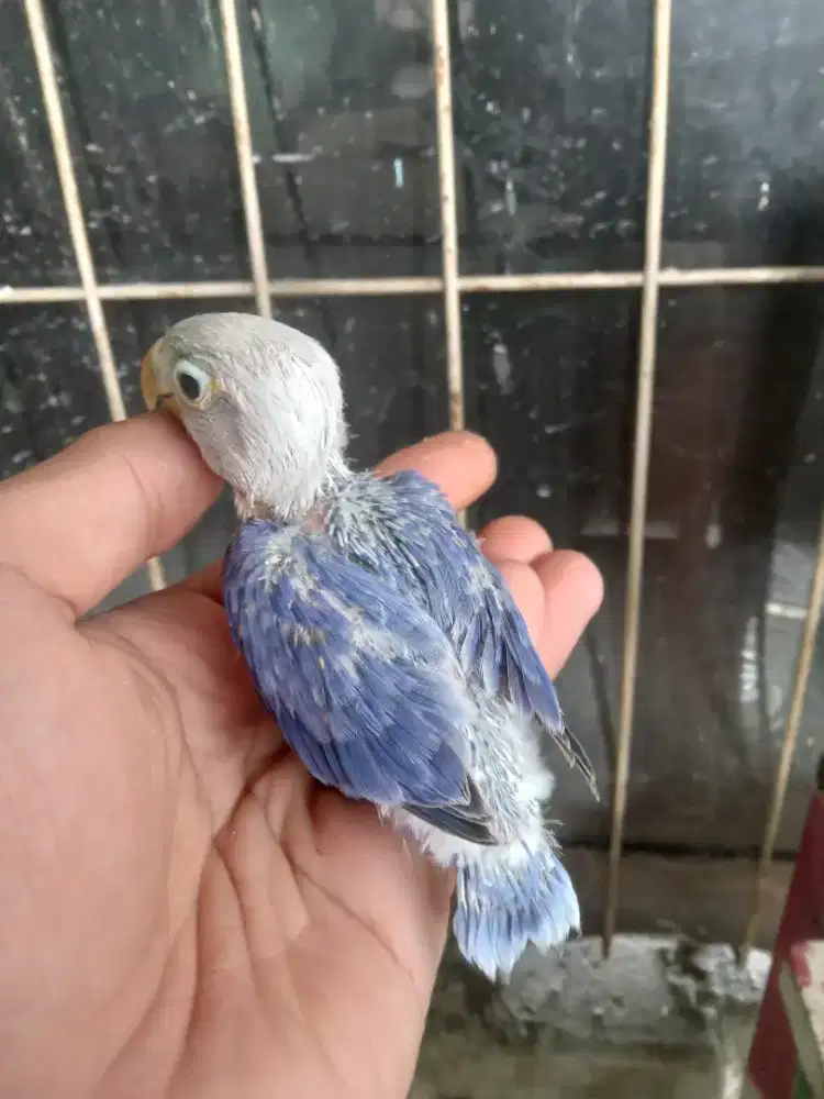 Lolohan lovebird biola darkvio