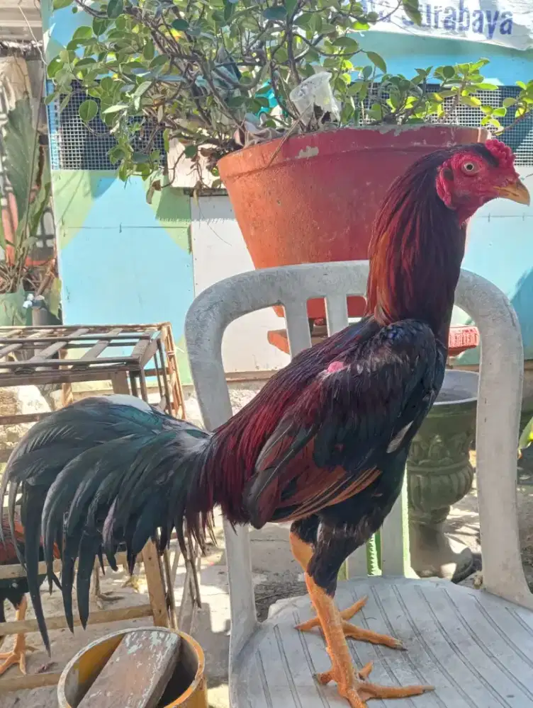 Ayam bangkok umur 9-10 bulan