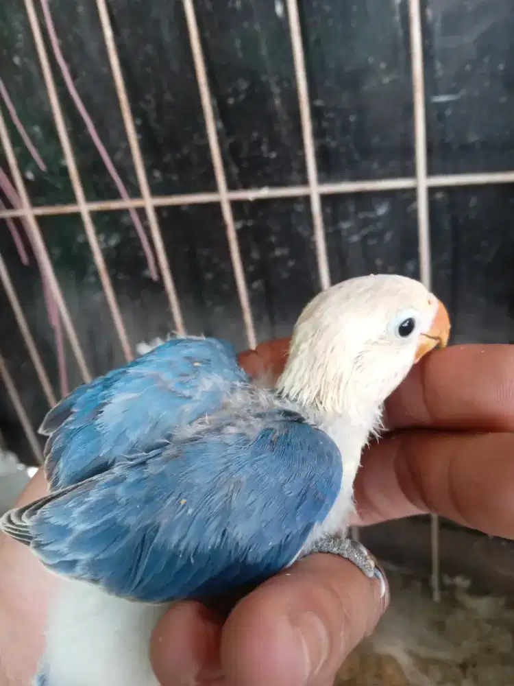Lolohan lovebird biola aquablue2 vio