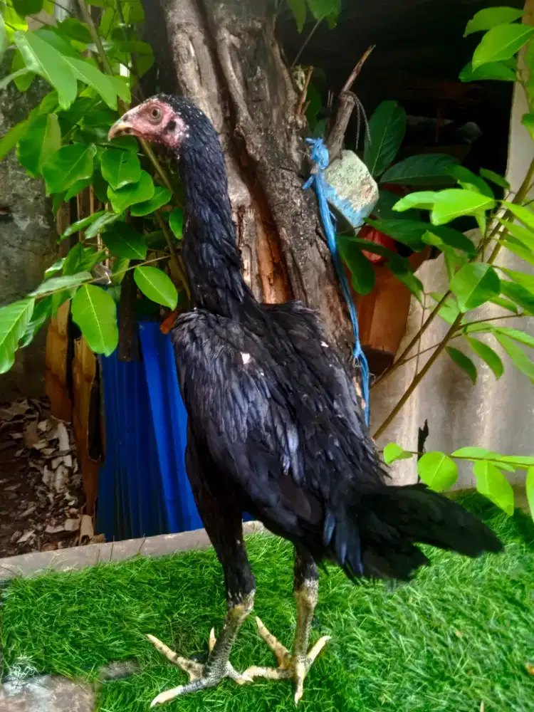 Ayam bangkok derean 4 bulan