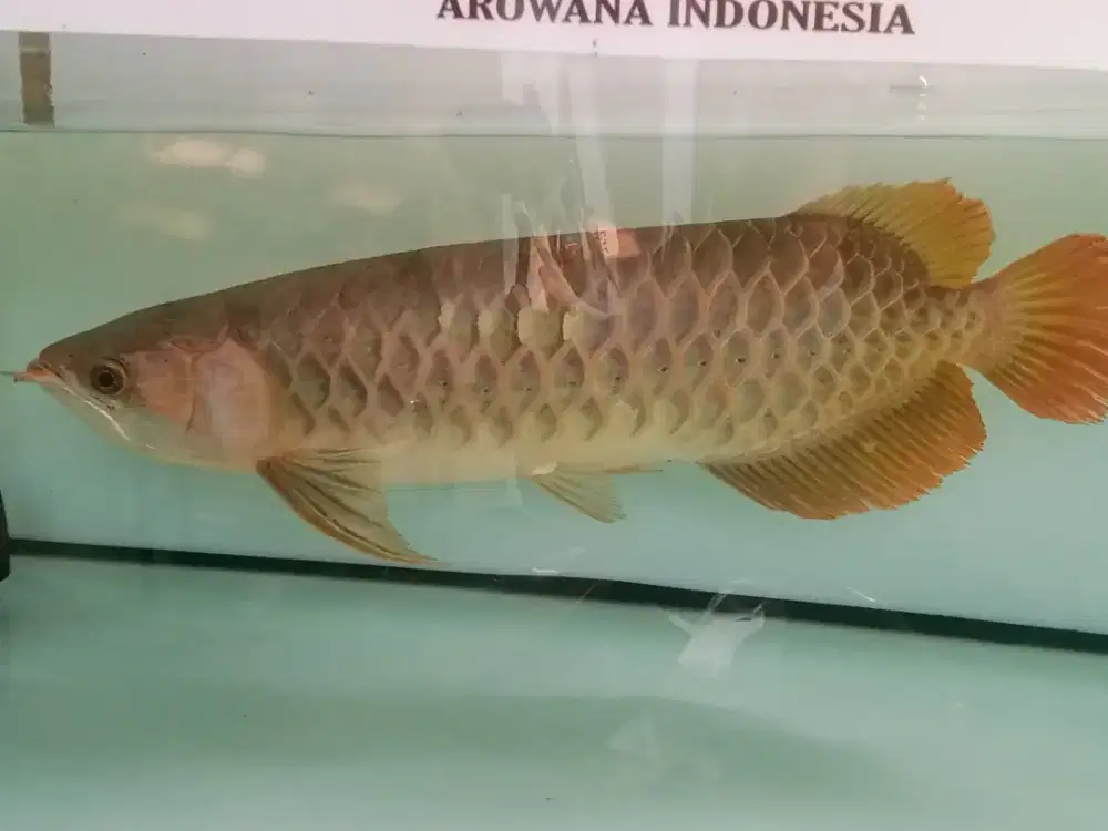 Arwana super red jumbo