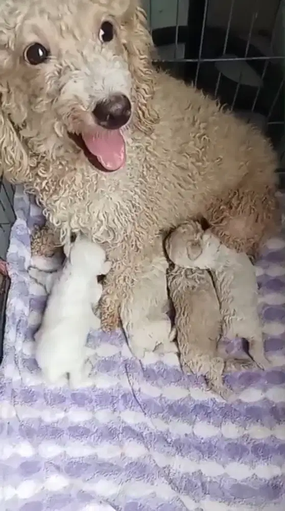 Poodle jantan puppies