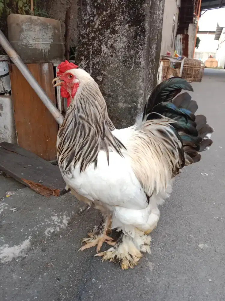 Ayam Brahma Jantan usia 9 bulan