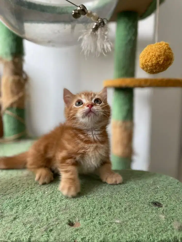 Bristish Munchkin BSH Kitten Anak Kucing