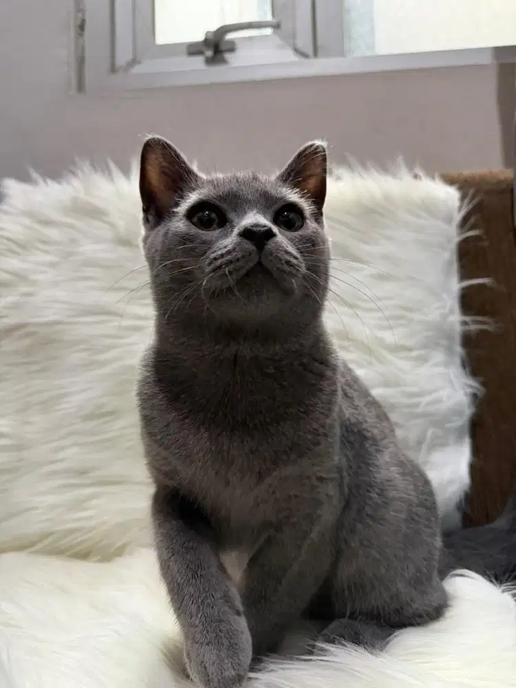 KITTEN BSH ( british short hair)