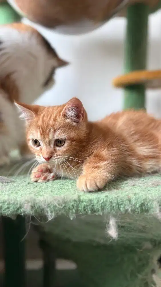 Munchkin BSH British Short Hair Kitten Anak Kucing