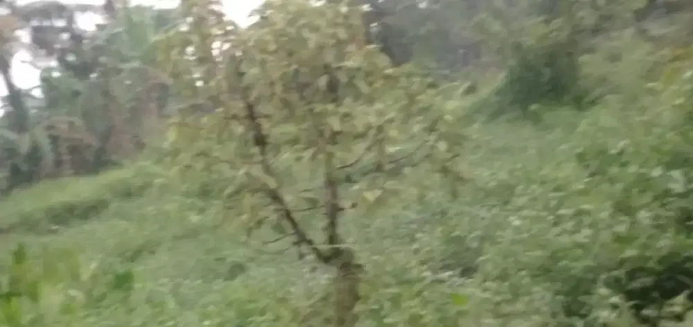 Jaga kebun dan empang