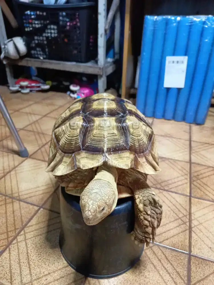 Kura Kura Sulcata 33 Cm