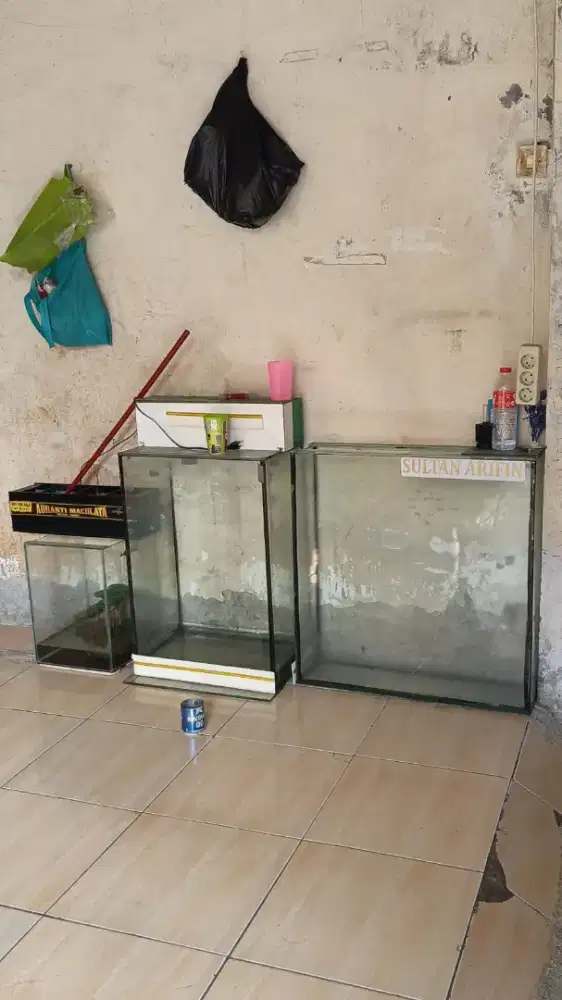 Jual aja aquarium borong semua 3 biji