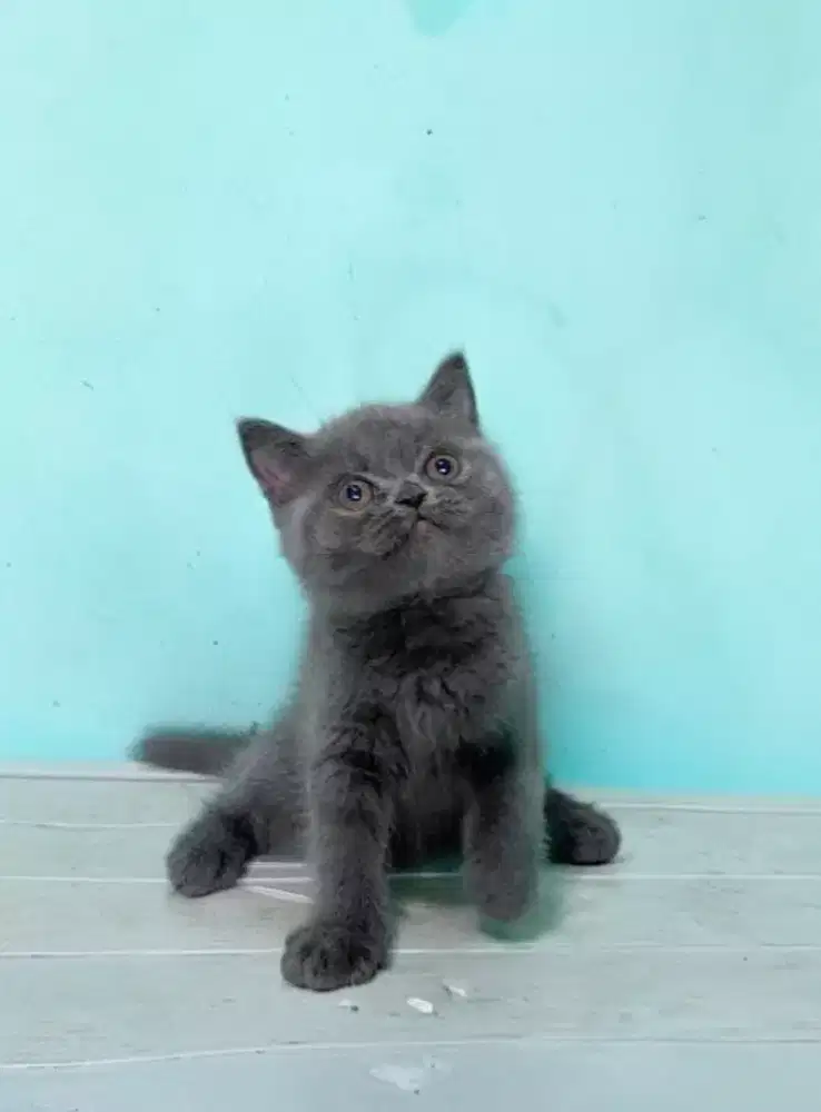 Kucing kitten British shorthair Bluesolidd