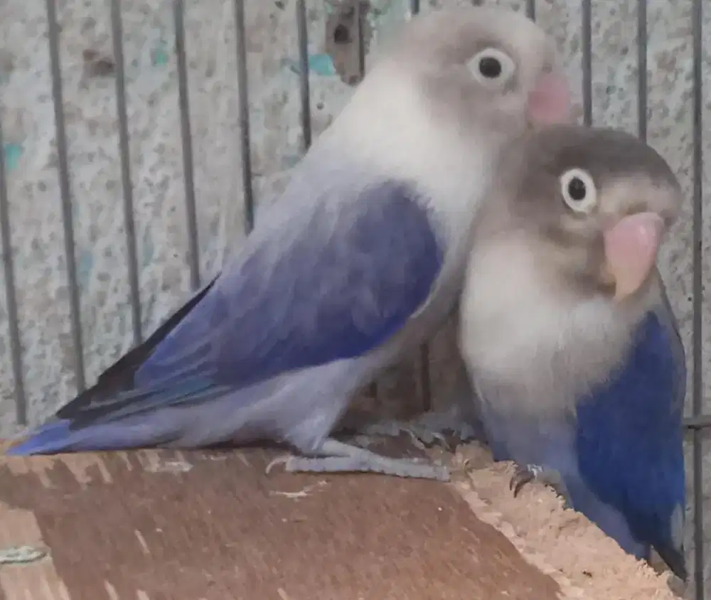 Love birds biola blue lb siap