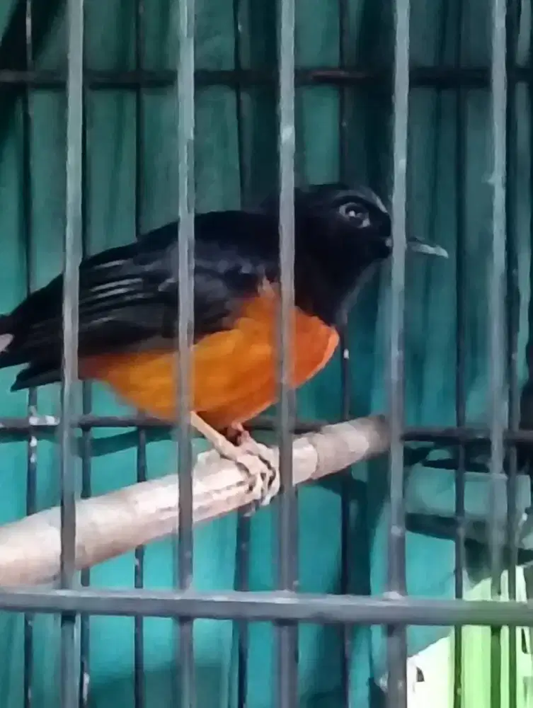 Jual burung murai Medan dewasa PE 18/19