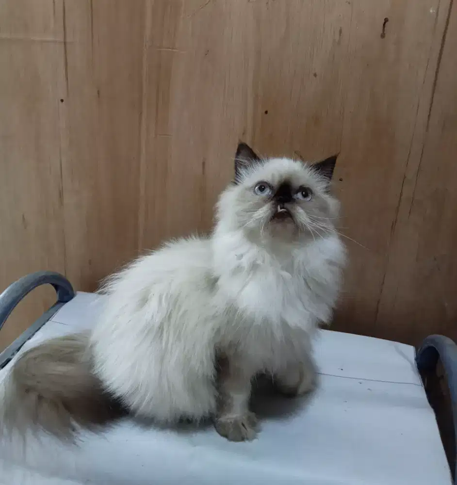 Kitten betina Himalaya