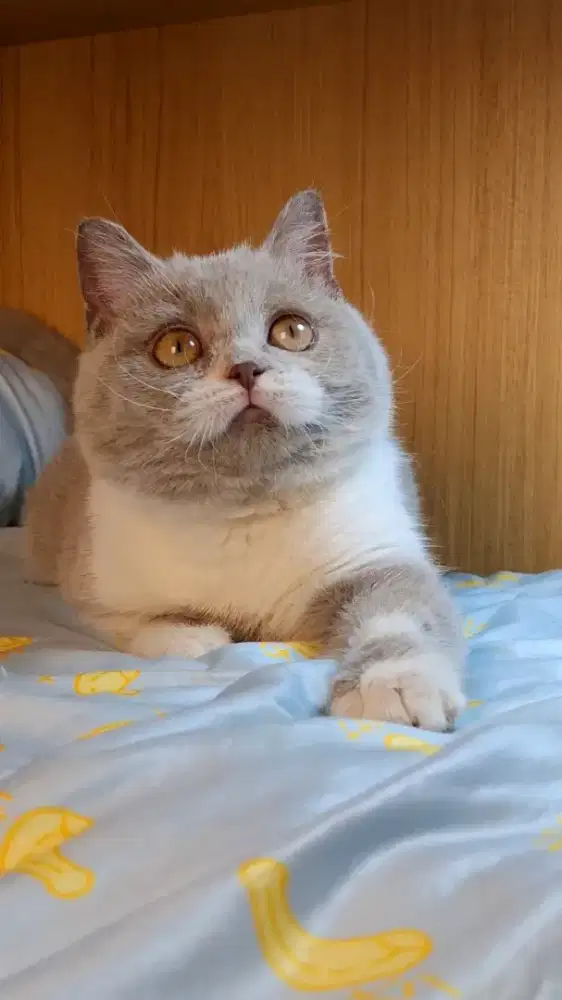 Kucing BSH British Shorthair