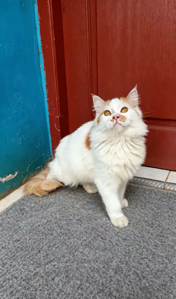 Kucing Persia gembul