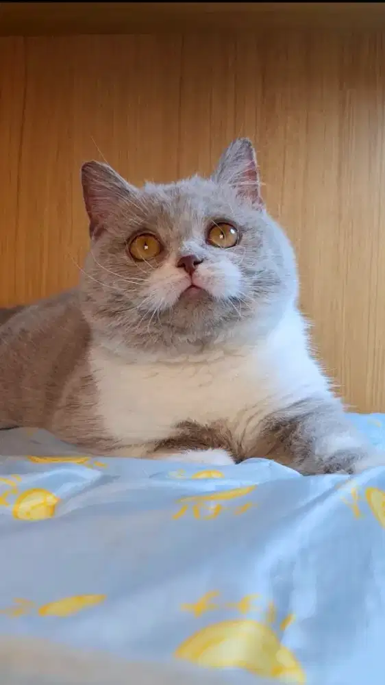 Kucing British Shorthair BSH