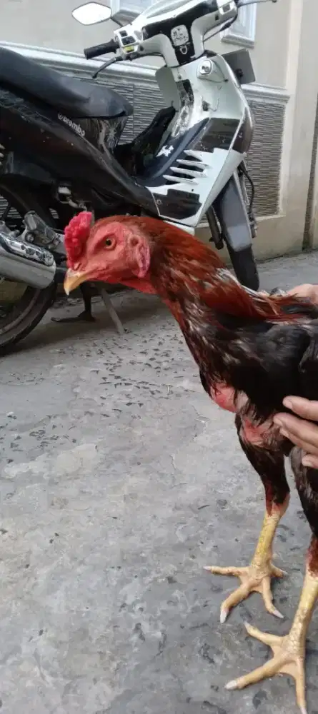 Ayam Bangkok jantan