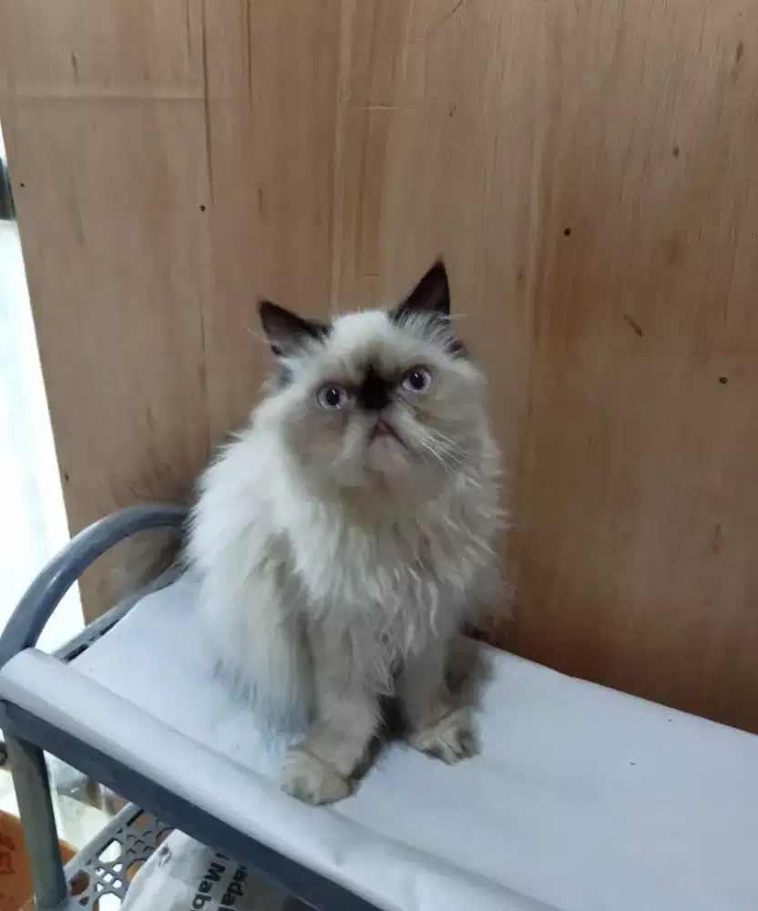 Kitten jantan peaknose