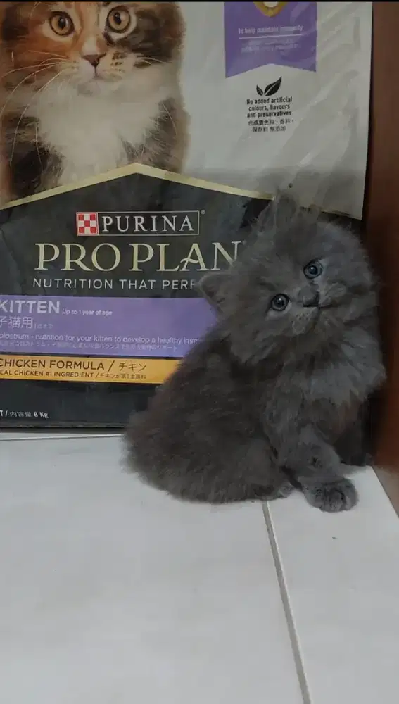 Kucing bsh mix blue solid kitten british shorthair mix blue solid
