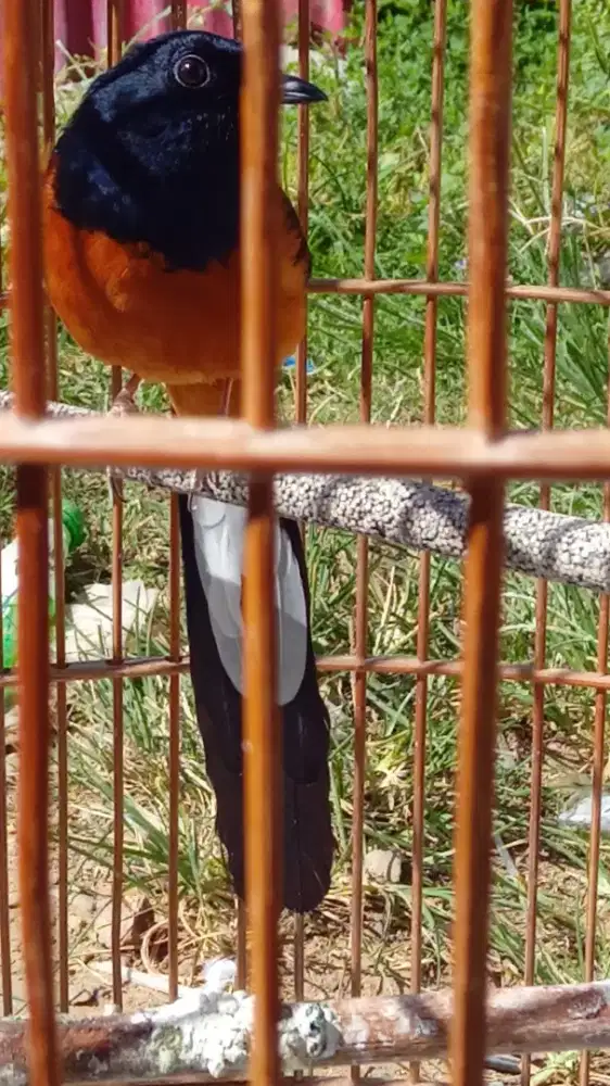 Burung murai sehat terawat