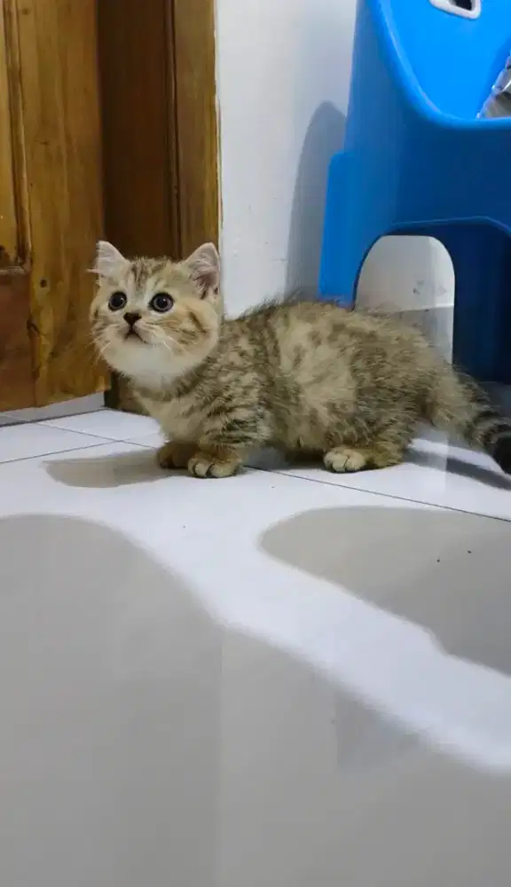 Munchkin golden tabby