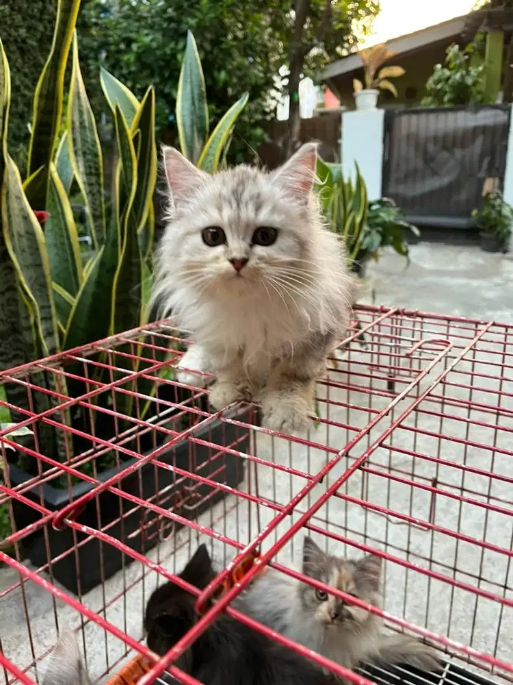 KUCING BSH X PERSIA